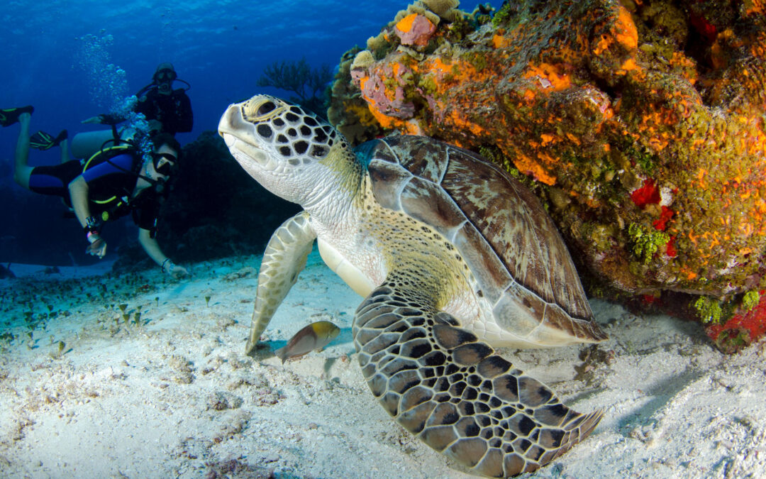 Ultimate Guide to Marine Life in the Galapagos: What You’ll See Underwater