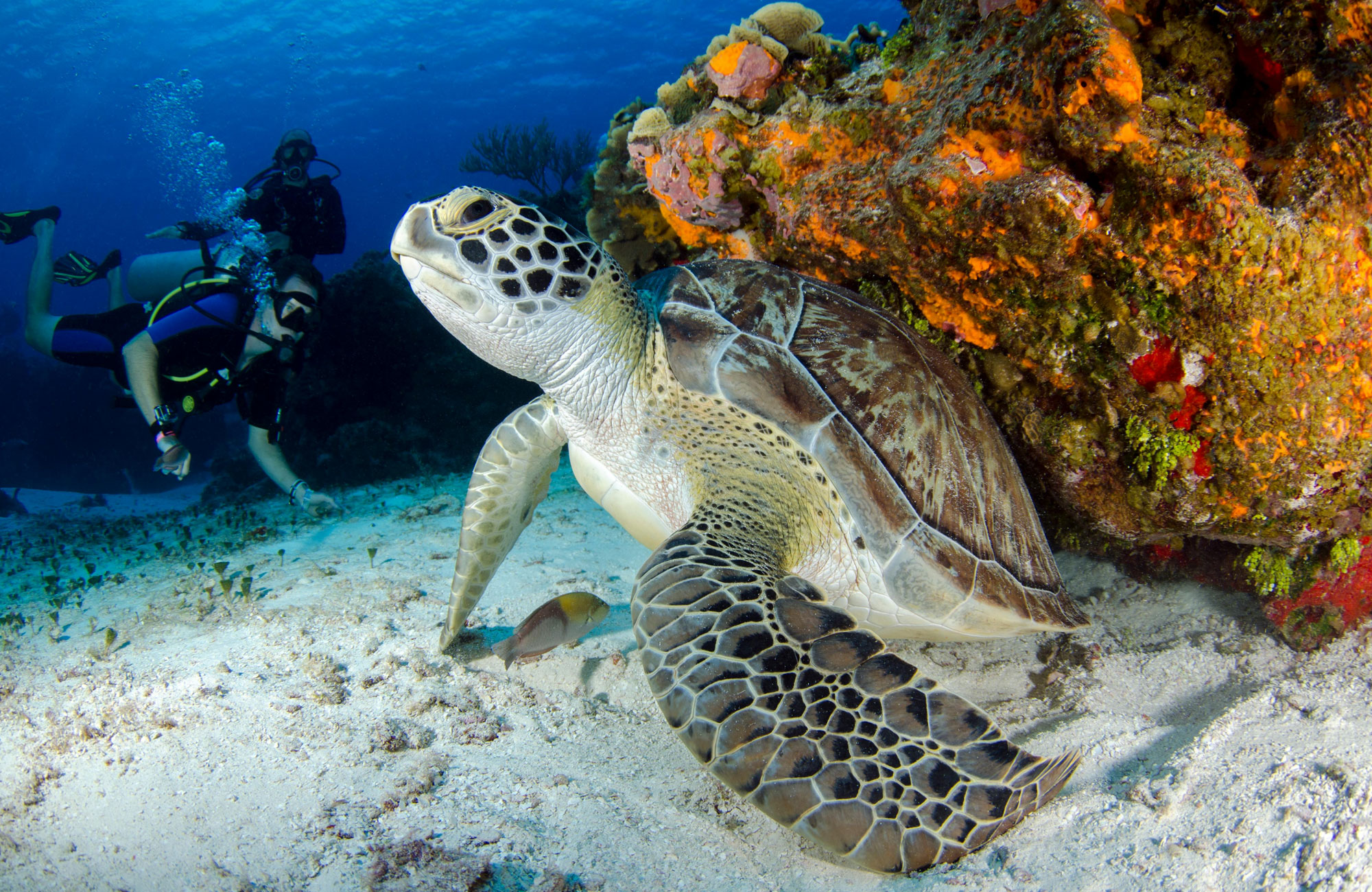 Ultimate Guide to Marine Life in the Galapagos: What You’ll See Underwater